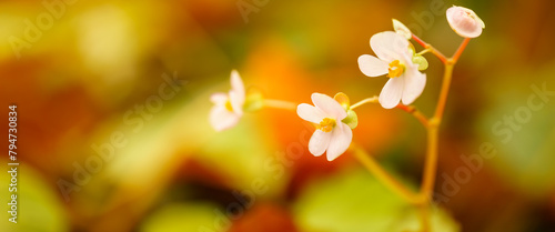 Closeup of mini pink flower under sunlight with copy space using as background natural green plants landscape, ecology wallpaper cover page concept. © Montri Thipsorn