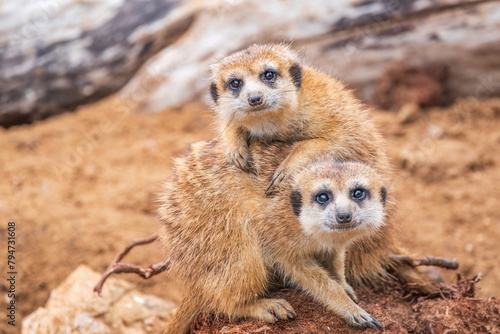 A group of cute meerkats. Meerkat Family are sunbathing. photo