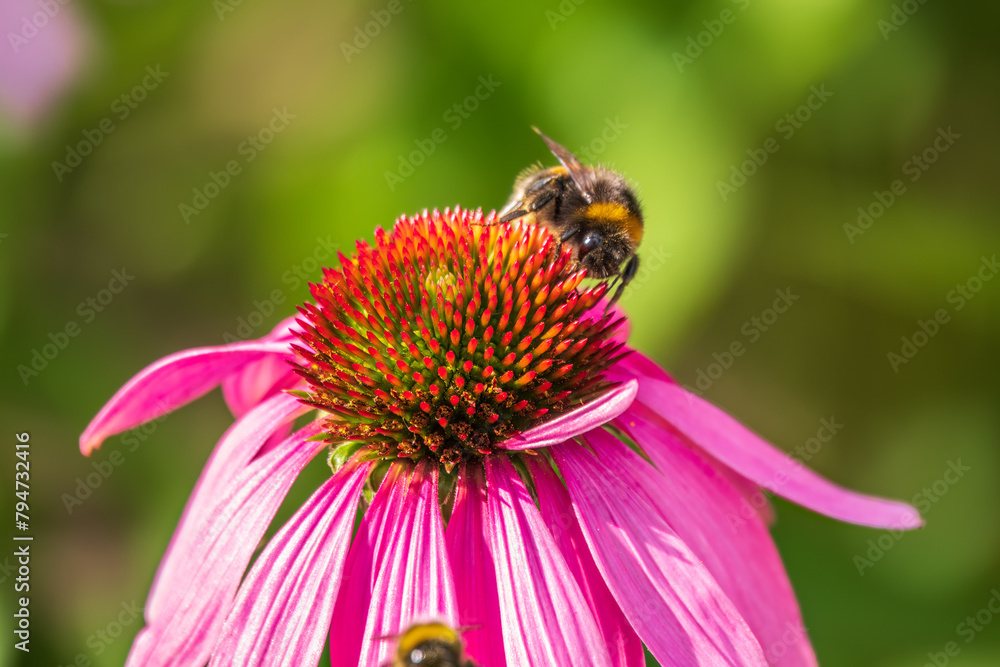 A closeup shot of a bee collecting pollen on a purple echinacea flower A closeup shot of a bee collecting pollen on a purple echinacea flower
