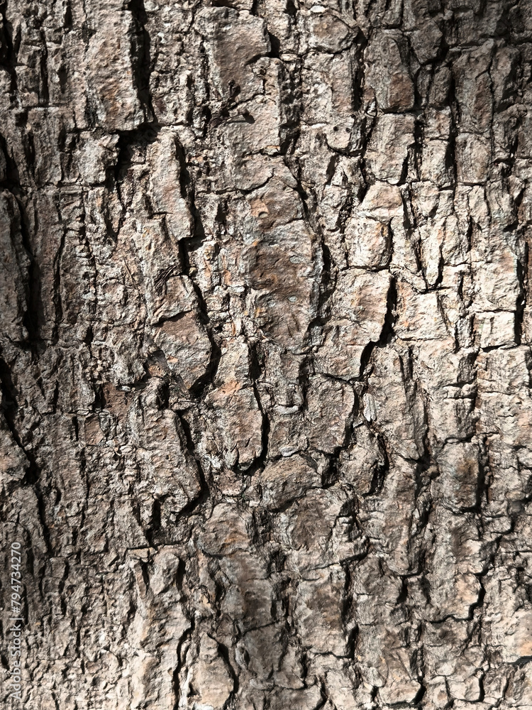 Close-up view of rough tree bark texture in natural daylight Close-up view of rough tree bark texture in natural daylight