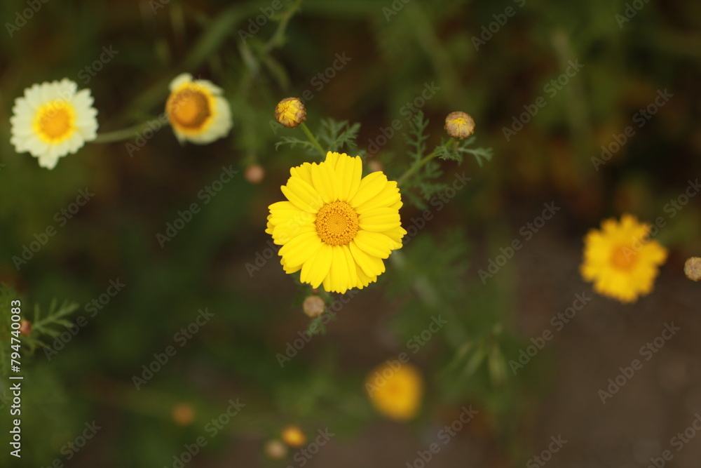 Yellow and white wildflowers, springtime, California Yellow and white wildflowers, springtime, California