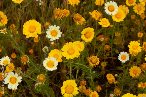 Yellow and white wildflowers, springtime, California