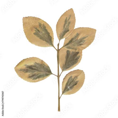 Isolated Pressed and Dried Green Branch. Aesthetic scrapbooking Dry plants