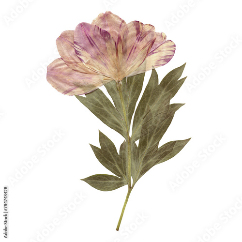 Isolated Pressed and dried Pink Flower. Aesthetic scrapbooking Dry plants