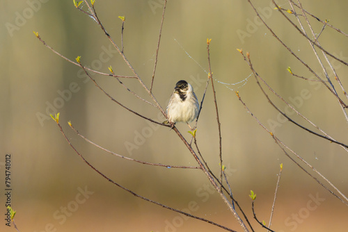 A Common Reed Bunting sitting on a twig photo