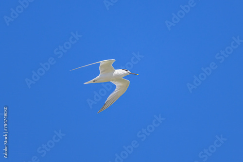 A sandwich tern in flight blue sky © Stefan