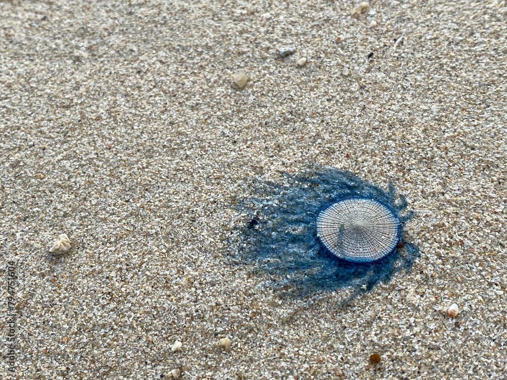 Close up Blue Button Jellyfish (porpita porpita) on the beach when the sea water receded Close up Blue Button Jellyfish (porpita porpita) on the beach when the sea water receded