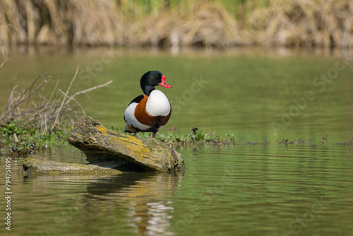 A Common Shelduck resting on a log in water