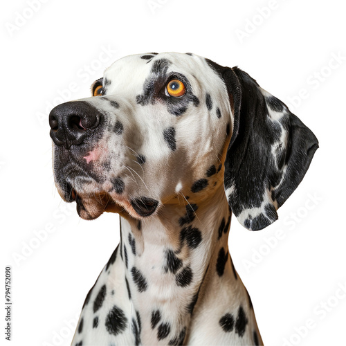 A stunning studio headshot portrait captures a Dalmatian dog gazing ahead against a vibrant yellow backdrop isolated on transparent background