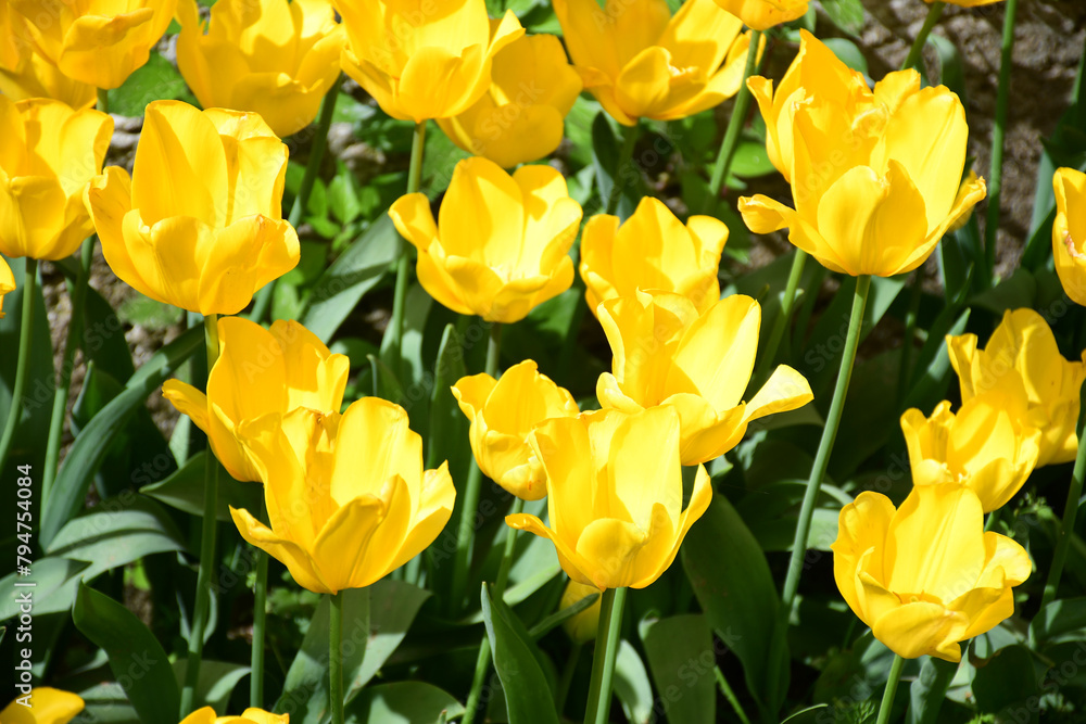 Vibrant Yellow Tulips, Istanbul Tulip Festival Vibrant Yellow Tulips, Istanbul Tulip Festival