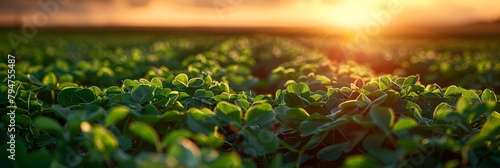 Rural landscape banner - pea field in the rays o,
An acre of sprout entering early stages of farming
 photo