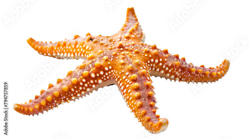 Beautiful starfish isolated on a white background, aquatic animal