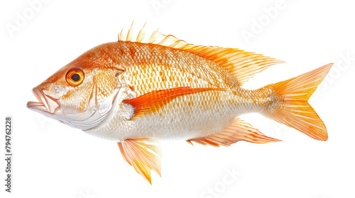 Tricky snapper fish isolated on a white background, aquatic animal