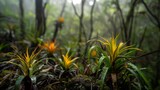 Plants thriving in forest setting