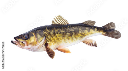 Lake fish, zander isolated on a white background, aquatic animal