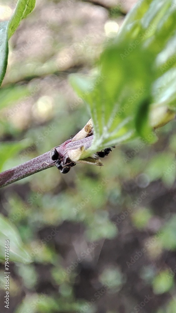 spider on a branch spider on a branch