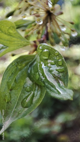 leaf with water drops