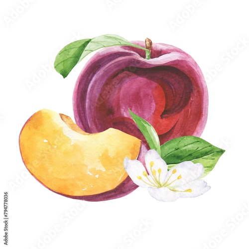 Watercolour plum composition on white background  © Ann Lou