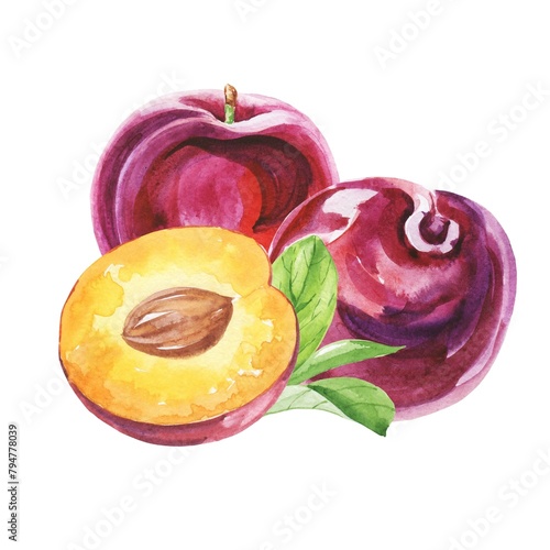 Watercolour plum fruits on white background  © Ann Lou