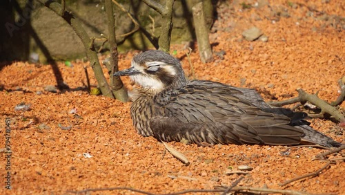 A Bush thick-knee bird relaxing on the ground on a sunny day	
 photo
