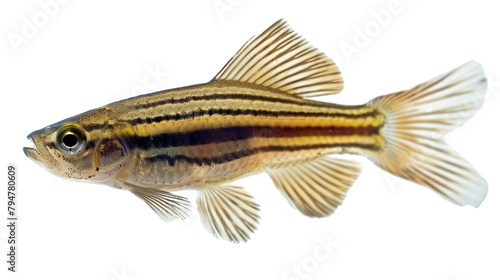 Zebrafish isolated on a white background, aquatic animal