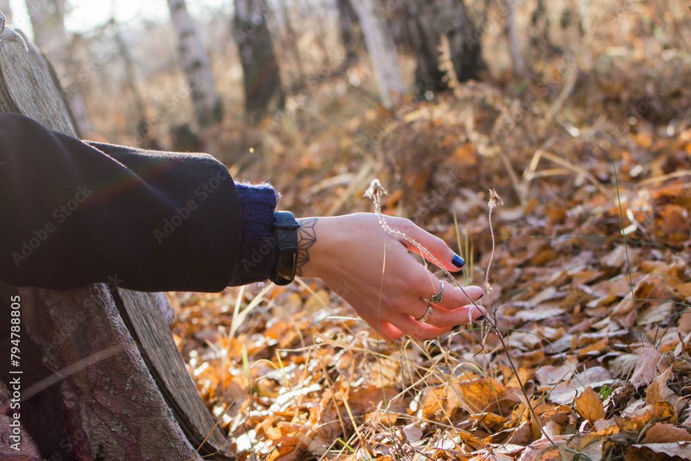 Obraz premium The image shows a slender female arm. The arm is resting on a pile of yellow foliage in the forest. The background is blurry and out of focus.