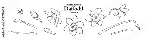 A series of isolated flower in cute hand drawn style. Daffodil in black outline on transparent background. Drawing of floral elements for coloring book or fragrance design. Volume 4.