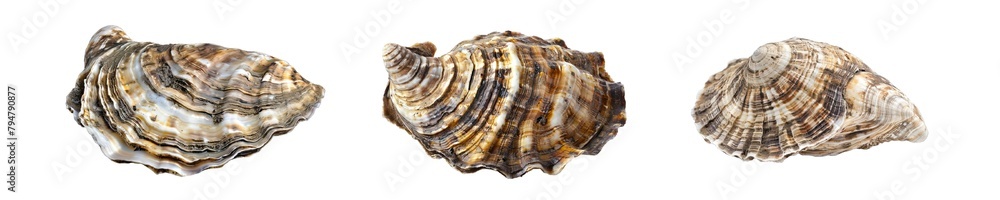Collection of PNG. Shell Raw Mollusk Delicious Seafood Shellfish Sea Oyster Fresh Isolated on A Transparent Background. Collection of PNG. Shell Raw Mollusk Delicious Seafood Shellfish Sea Oyster Fresh Isolated on A Transparent Background.