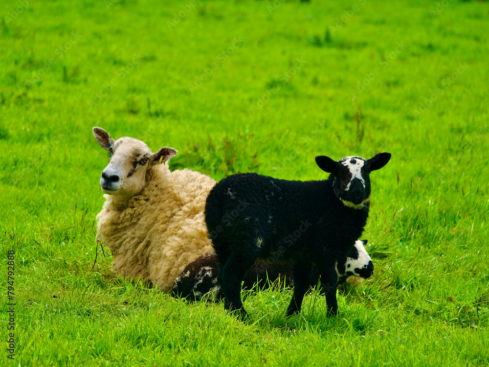 Obraz premium sheep and lamb