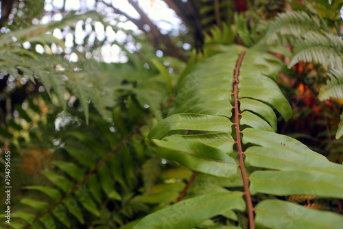 Monstera plant leaves, tropical vines protected against jungle background, sunset. cancel big tree. tropical forest. rainforest. Southeast Asian country. including clipping paths photo