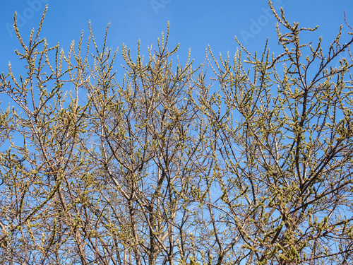 sea buckthorn branches against the sky