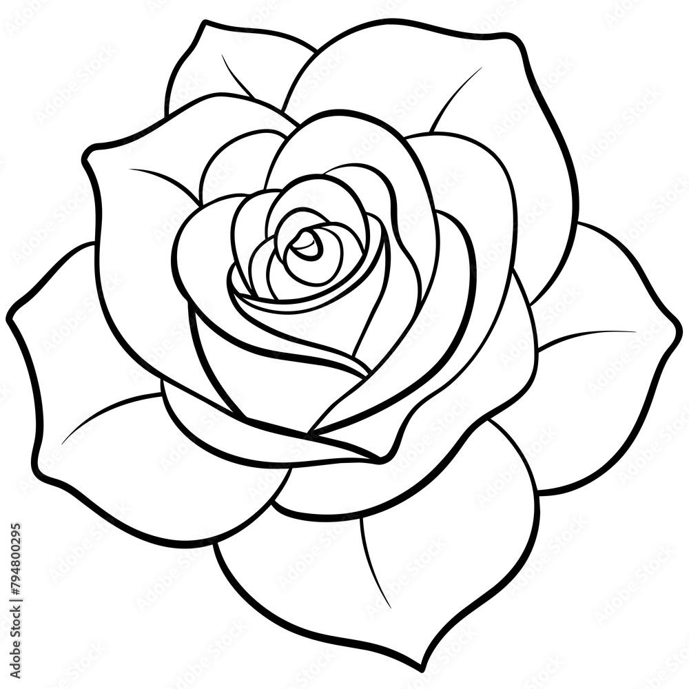 white rose white rose