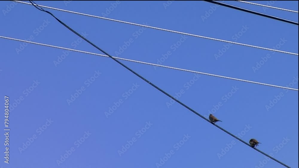 Abflug von Sperlingen auf einer Leitung vor tiefblauem Himmel Abflug von Sperlingen auf einer Leitung vor tiefblauem Himmel