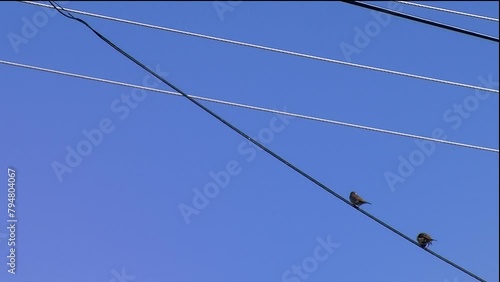 Abflug von Sperlingen auf einer Leitung vor tiefblauem Himmel