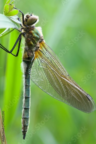 close up of a dragonfly