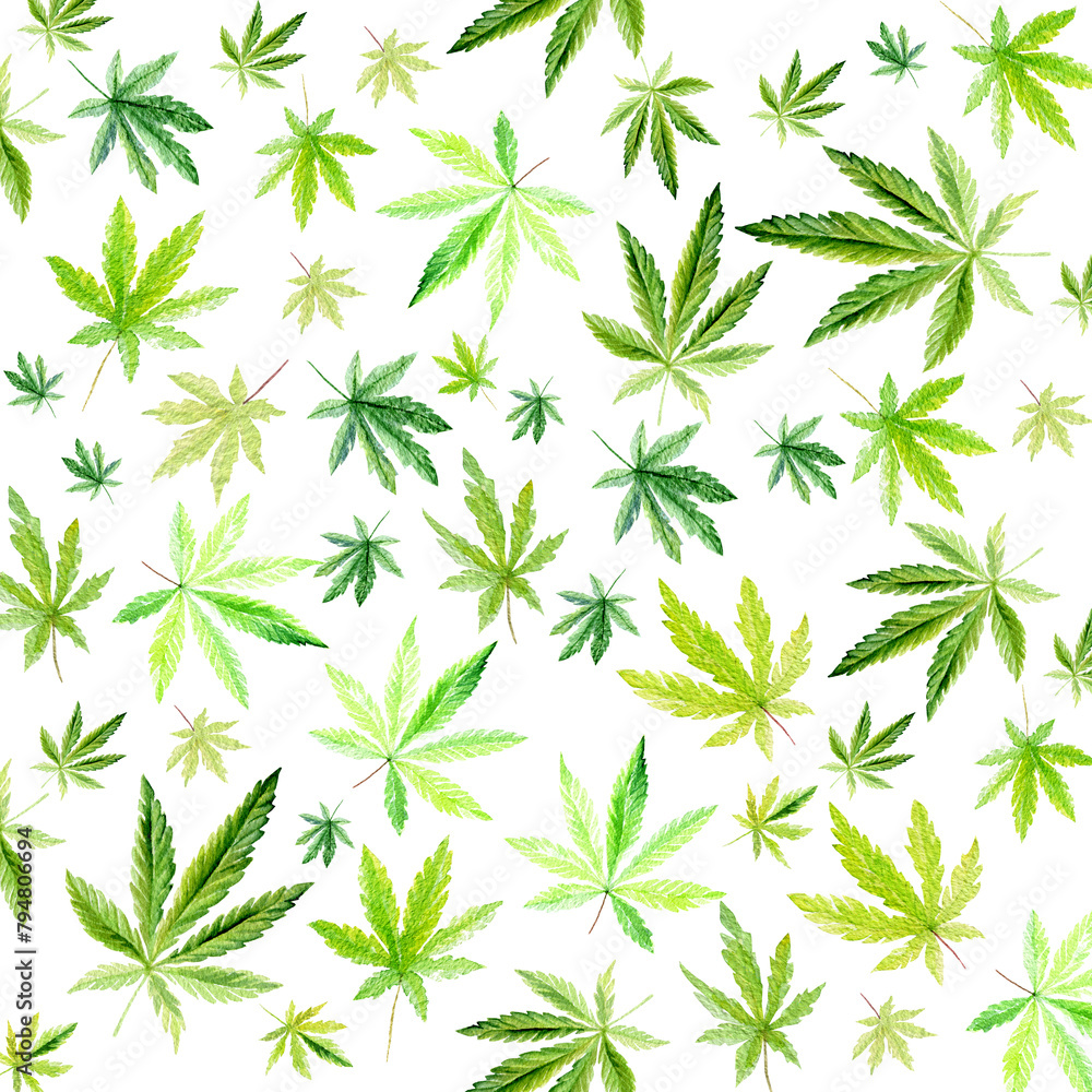 Cannabis pattern isolated on white background, green leaves Hand drawn watercolor illustration, medicine herb plant Cannabis pattern isolated on white background, green leaves Hand drawn watercolor illustration, medicine herb plant