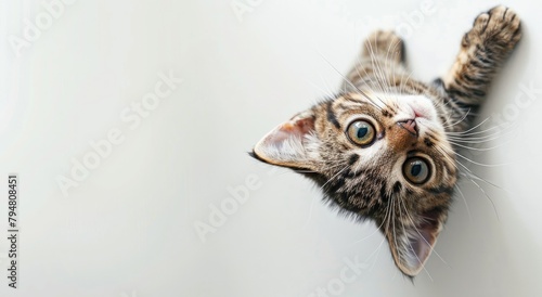 Adorable Feline Charm  Playful Cat in High-Key Studio Portrait