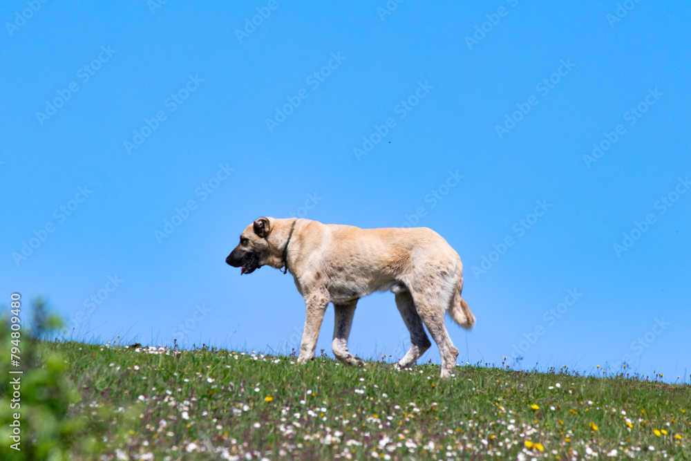 Obraz premium Kangal shepherd dog originating from Sivas, Türkiye. Kangal shepherd dog walking in green meadow in front of blue sky background.