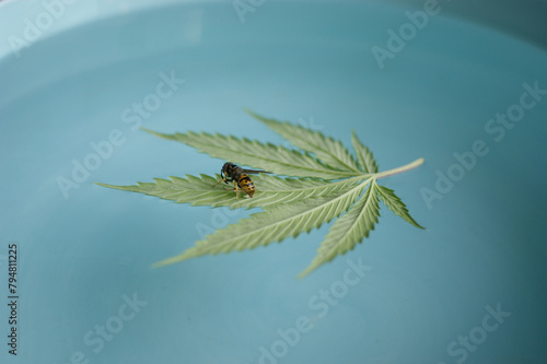 cannabis leaf on a blue background. bee sitting on a classic cannabis leaf