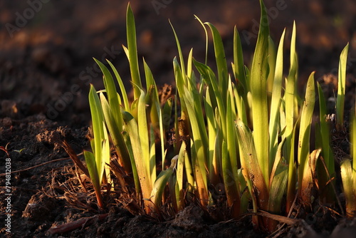 Young green shoots of Siberian iris in the light of the setting sun