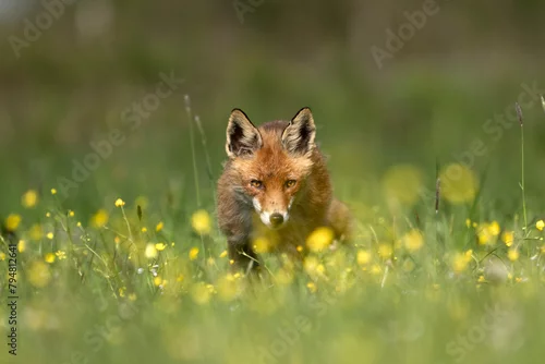 Fototapeta Lis ns kwitnącej łące o poranku