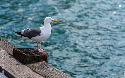 Serene Seagull Resting on the Pier in San Diego
