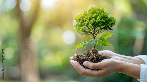 a person holds a small tree in their hand, surrounded by green leaves and a blurry tree in the back