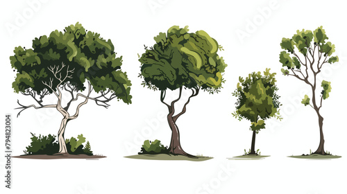Set of Four deciduous and evergreen forest plants 