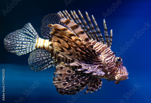 exotic fish with long fins on blue water background.