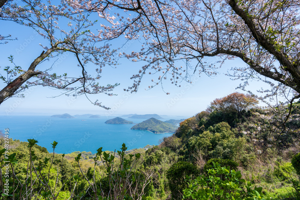 Mt. Shiude (Shiudeyama) mountaintop cherry blossoms full bloom in the spring. Shonai Peninsula, Mitoyo, Kagawa, Shikoku, Japan. Mt. Shiude (Shiudeyama) mountaintop cherry blossoms full bloom in the spring. Shonai Peninsula, Mitoyo, Kagawa, Shikoku, Japan.
