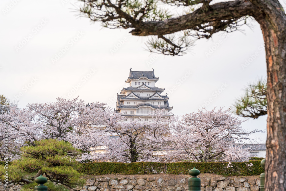 Himeji Castle in sunset time with cherry blossoms full bloom in the spring. Hyogo, Japan. Himeji Castle in sunset time with cherry blossoms full bloom in the spring. Hyogo, Japan.