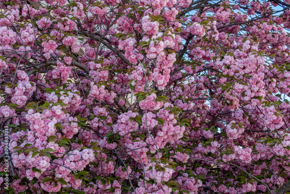 Prunus Serrulata Kanzan. Japan cherry tree. Tree completely covered in pink flowers.