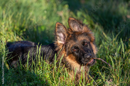 German shepherd puppy, female, lying on the grass and looking straight ahead with a stick in her mouth.