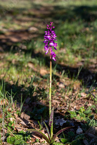 Orchis morio. Orchid or Satyrion plant with purple flowers.